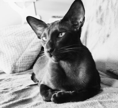 Zoya Pola Elizejskie *PL   [*]