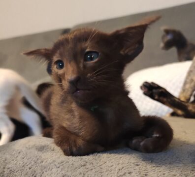 Warunki rezerwacji i zakupu kociąt z hodowli Kamienne Wzgórze