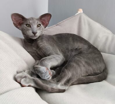 Enigma Kamienne Wzgórze *PL