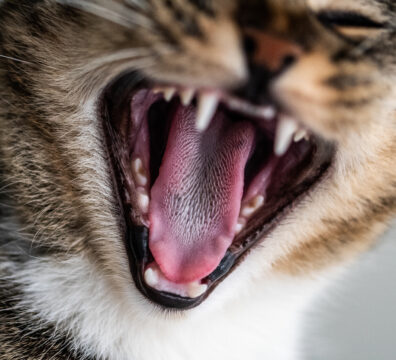 Jak dbać o kocie zęby?