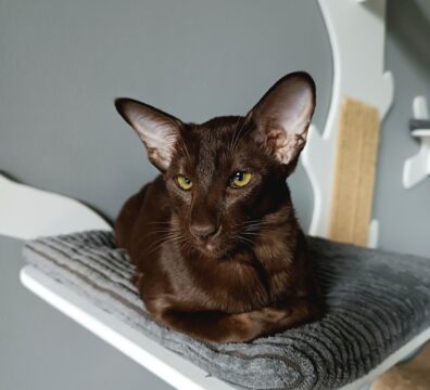 Freya Kamienne Wzgórze *PL